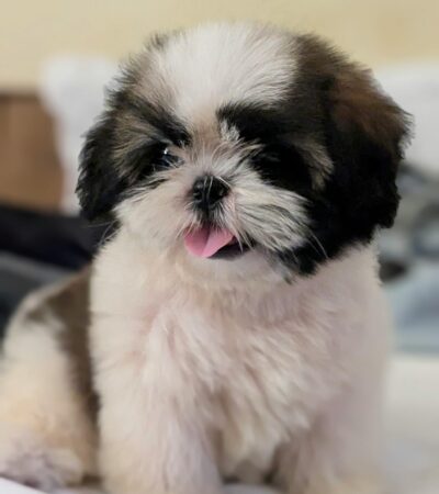 shih tzu puppy maharashtra tri-color top quality