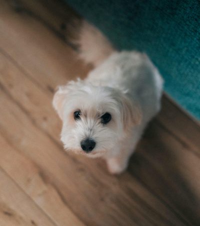 maltese puppy maharashtra pure white silken coat top quality