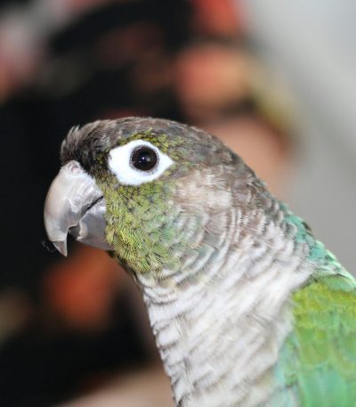 pineapple conure maharashtra top quality yellow red chest tan head green wings