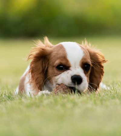 cavalier king charles spaniel puppy maharashtra top quality royal toy breed