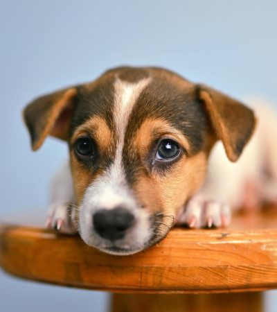 Jack Russell Terrier Puppy / Adults | Black & Brown