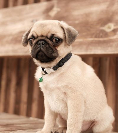 fawn pug puppy maharashtra top quality black mask