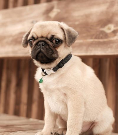 fawn pug puppy maharashtra top quality black mask