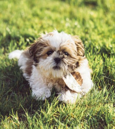 shih tzu puppy maharashtra gold and white top quality