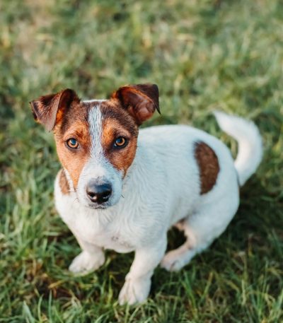 Jack Russell Terrier Puppy
