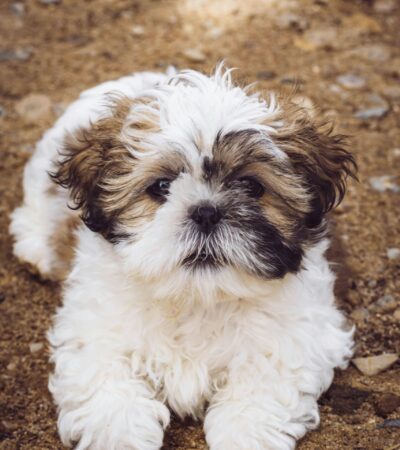 Shih Tzu Puppy/Adult | Gold & white