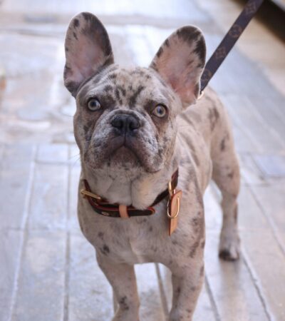 merle french bulldog maharashtra puppy top quality exotic marbled coat