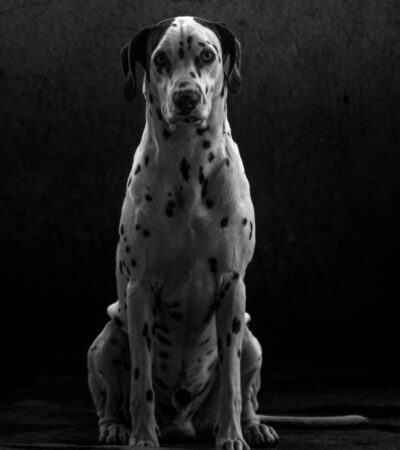 black and white great dane maharashtra puppy top quality mantle pattern
