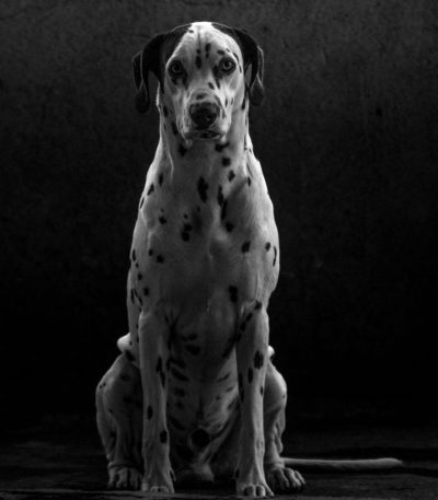 black and white great dane maharashtra puppy top quality mantle pattern