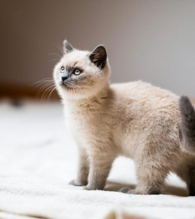 siamese cat maharashtra top quality sapphire blue eyes color point coat