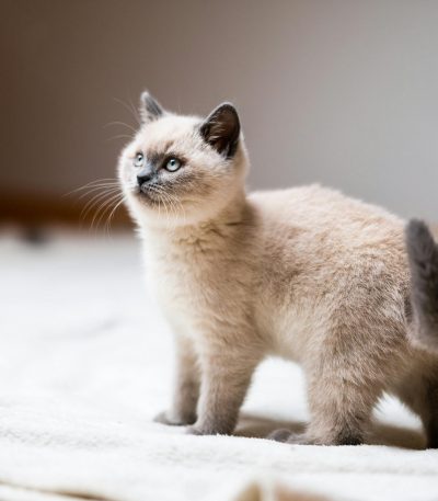 siamese cat maharashtra top quality sapphire blue eyes color point coat