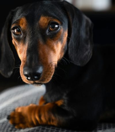 black and tan dachshund maharashtra puppy top quality mahogany markings