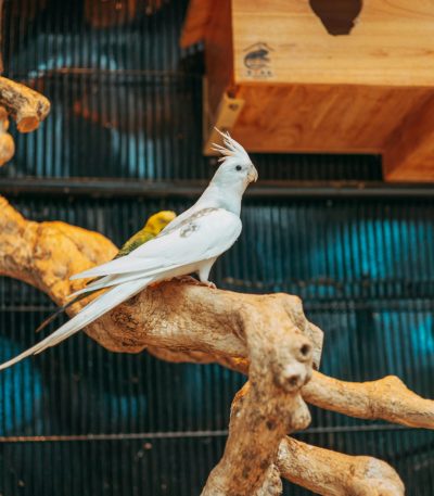 albino cockatiel maharashtra pair top quality pure white plumage ruby red eyes white faced lutino
