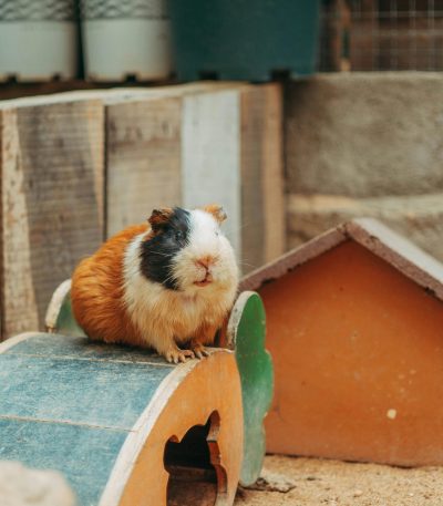 guinea pig pair maharashtra