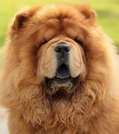 red chow chow maharashtra puppy top quality mahogany ginger lion mane coat