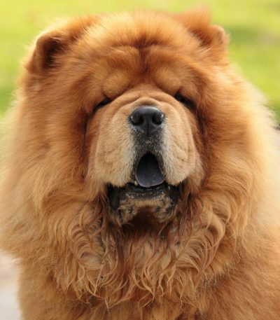 red chow chow maharashtra puppy top quality mahogany ginger lion mane coat