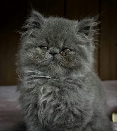 Persian Cat Kitten/Adult - Doll Face