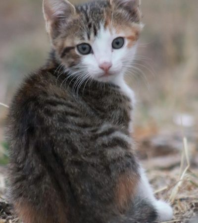 exotic shorthair cat maharashtra top quality plush coat teddy bear face