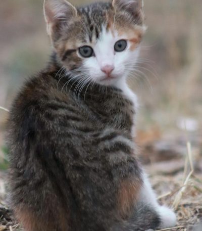 exotic shorthair cat maharashtra top quality plush coat teddy bear face