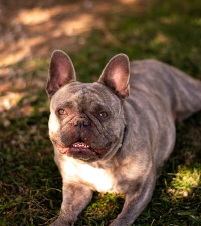 French Bulldog Puppy / Adult | Brindle Color