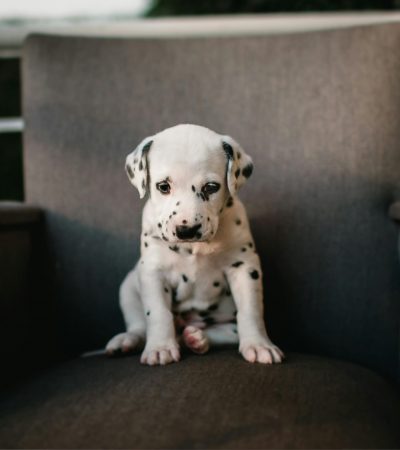 dalmatian puppy maharashtra top quality black and white spotted coat