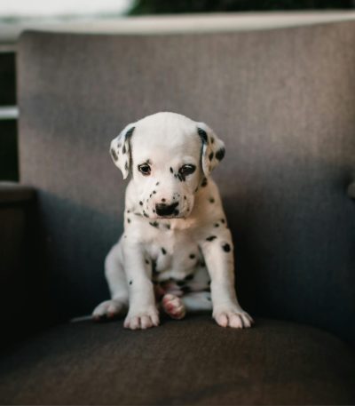 dalmatian puppy maharashtra top quality black and white spotted coat