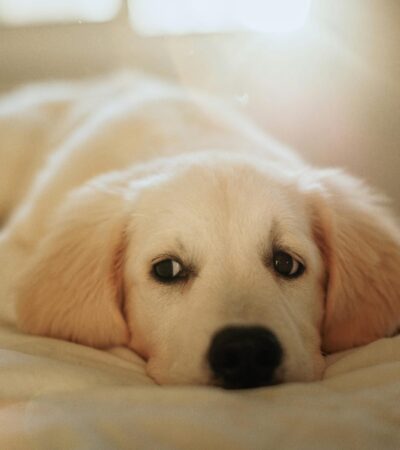 fawn labrador puppy maharashtra top quality golden yellow coat