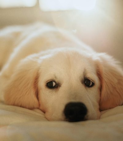 fawn labrador puppy maharashtra top quality golden yellow coat