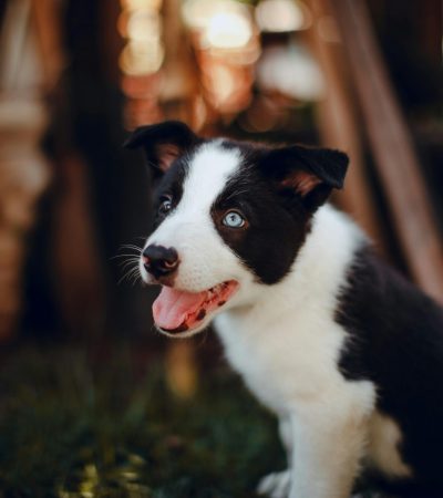 border collie puppy maharashtra top quality athletic black and white coat