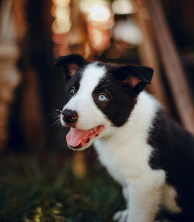 border collie puppy maharashtra top quality athletic black and white coat