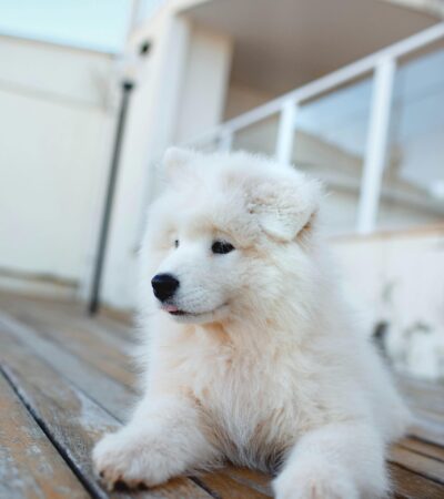 Samoyed Puppy /Adult | White