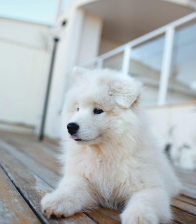 Samoyed Puppy /Adult | White