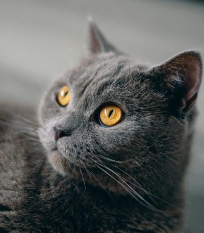 British short Hair Cat Kitten/Adult