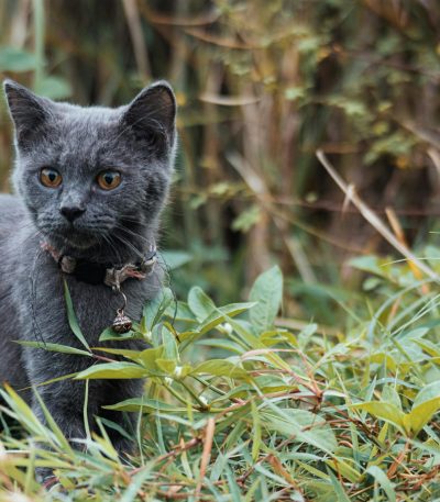 russian blue cat maharashtra top quality silver blue coat emerald green eyes
