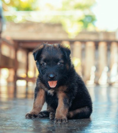 German Shepherd