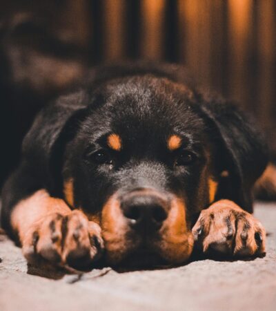 rottweiler puppy maharashtra top quality