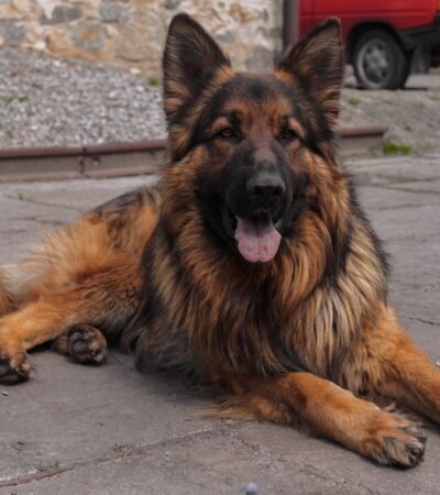 red and black german shepherd maharashtra puppy top quality mahogany red pigment saddle back markings