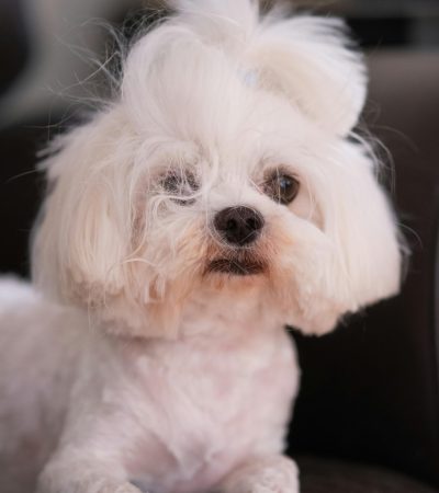 Maltese Puppy / Adult | White