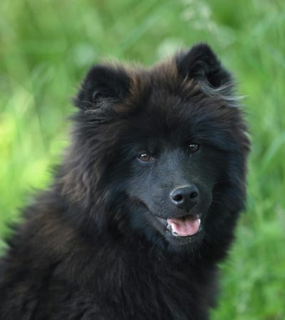black chow chow maharashtra puppy top quality jet black obsidian lion mane coat