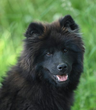 black chow chow maharashtra puppy top quality jet black obsidian lion mane coat