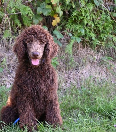Standard Poodle Puppy