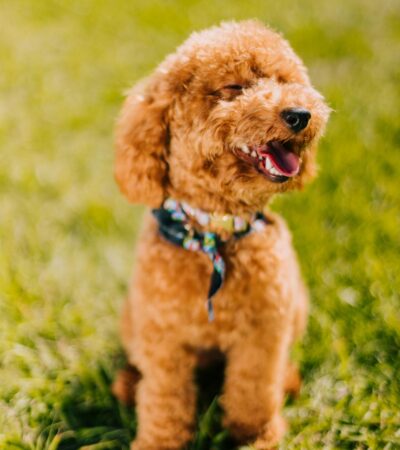 toy poodle puppy maharashtra top quality