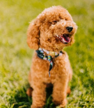 toy poodle puppy maharashtra top quality