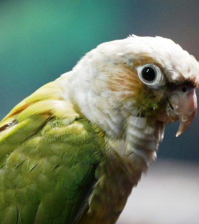 green cheek conure maharashtra pair top quality emerald green plumage maroon tail small parrot