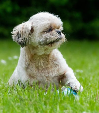 Shih Tzu | White | Puppy