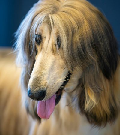 gold afghan hound maharashtra puppy top quality golden silken coat regal sighthound