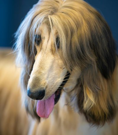 gold afghan hound maharashtra puppy top quality golden silken coat regal sighthound