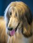 gold afghan hound maharashtra puppy top quality golden silken coat regal sighthound