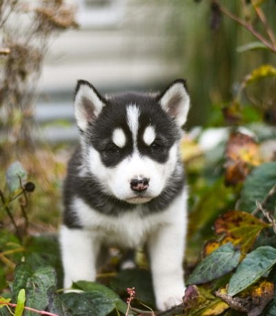 black and white siberian husky maharashtra brown eyes standard coat
