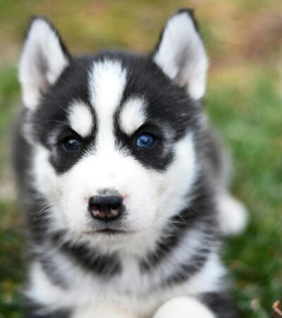 black and white siberian husky maharashtra blue eyes standard coat